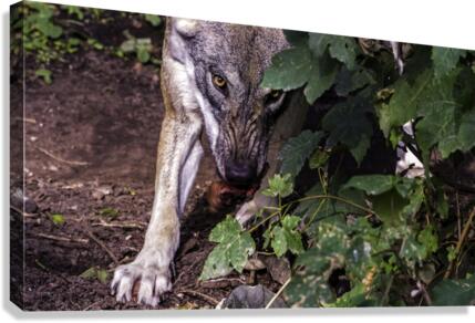 Wolf stare Canvas Print