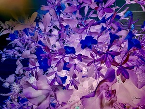 Fleurs 