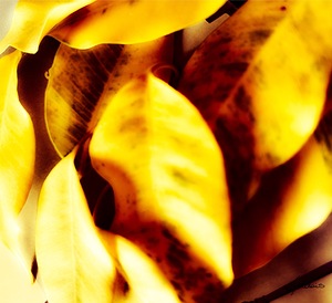 Solidarite entre elles 