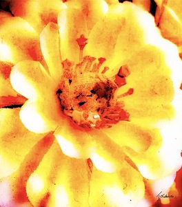 Fleur 
