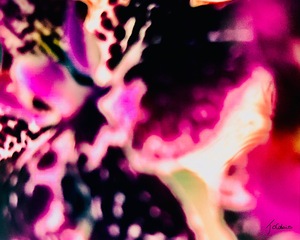 Mauve orchidee 