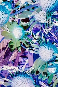 Echinacea