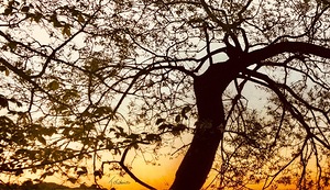 L’arbre perdant ses feuilles 