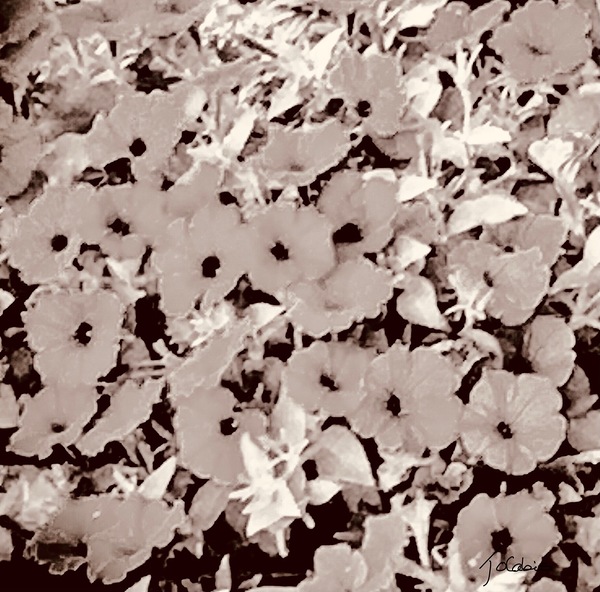 Petunia  Print