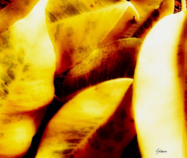 Leurs separations  Print