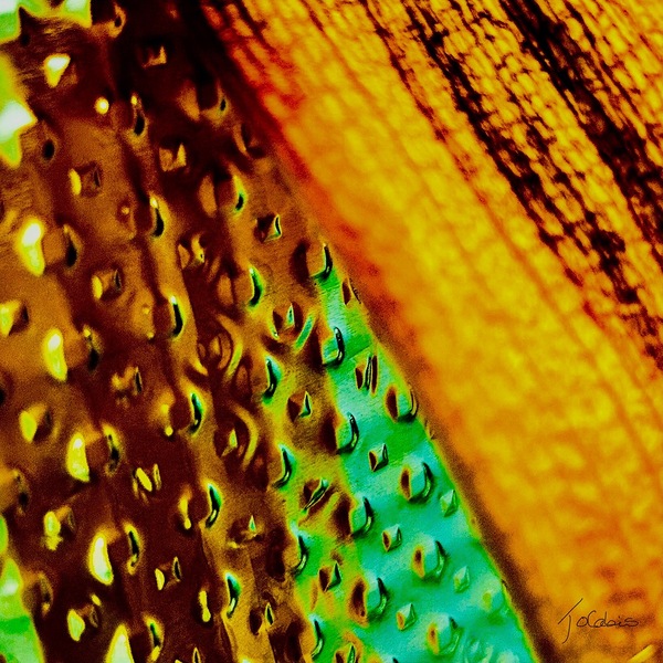 Reflets Print