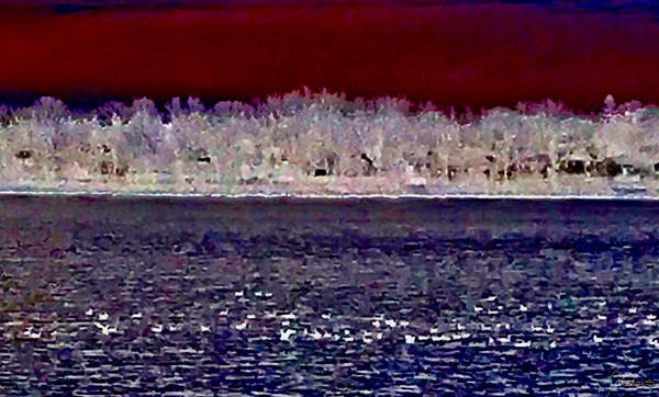 Arbres givres  Print
