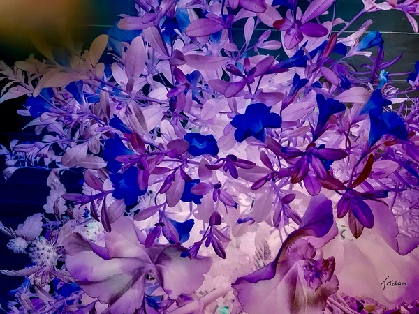 Fleurs  Print