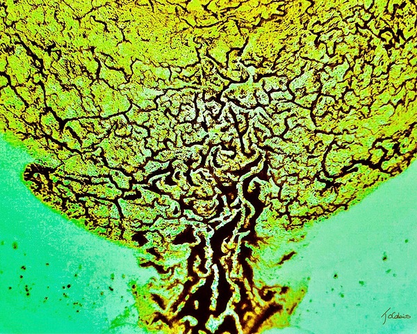 Vasculaire  Print