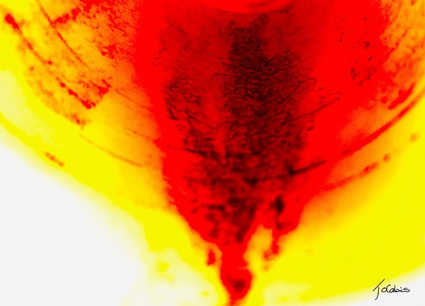 Surexposant  Print