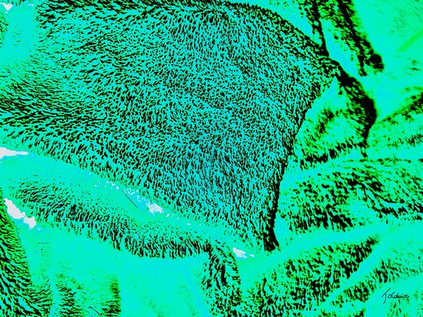 Foret boreale  Print