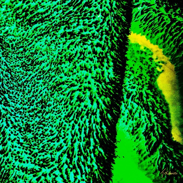 Toundra Print