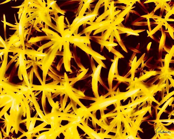 Etoiles dorees  Print