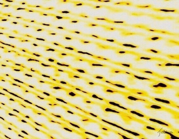 Trafic  Print