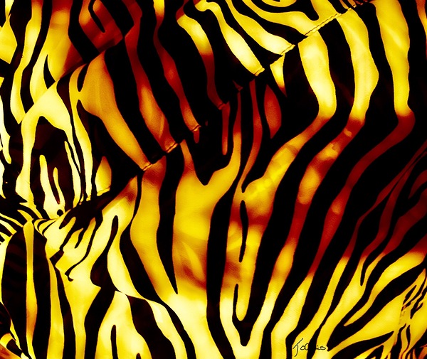 Felin II Print