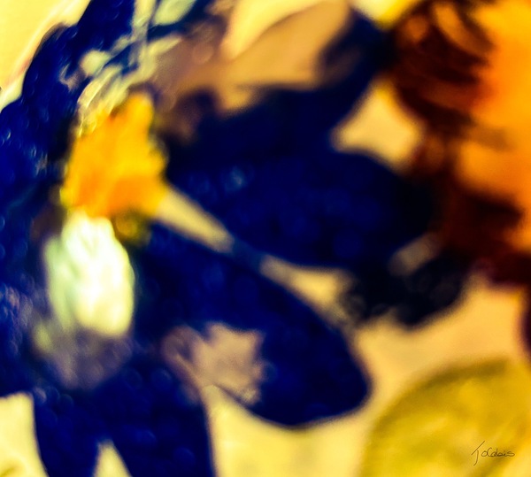 Fleur bleue  Print