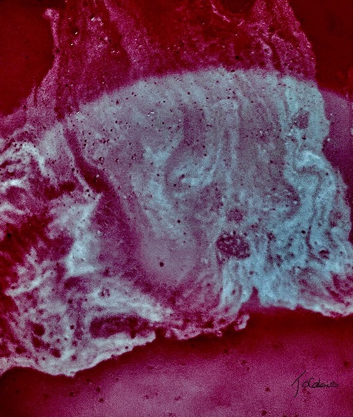 Rouge betterave  Print