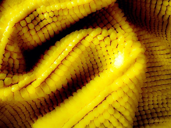 Jaune mais  Print