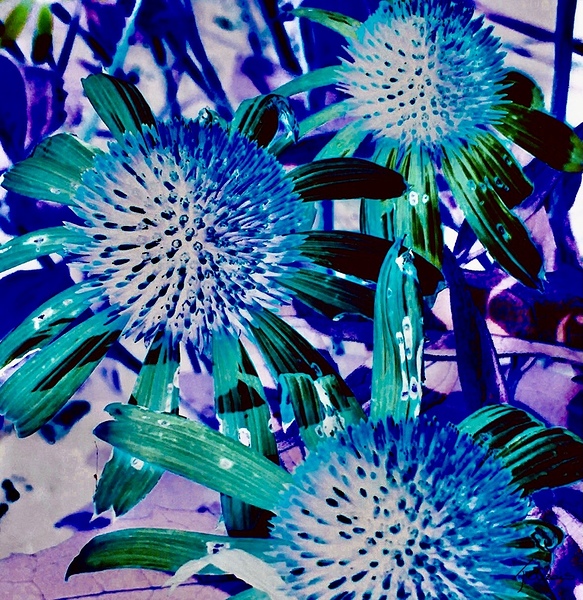 Fleurs d’automne  Print