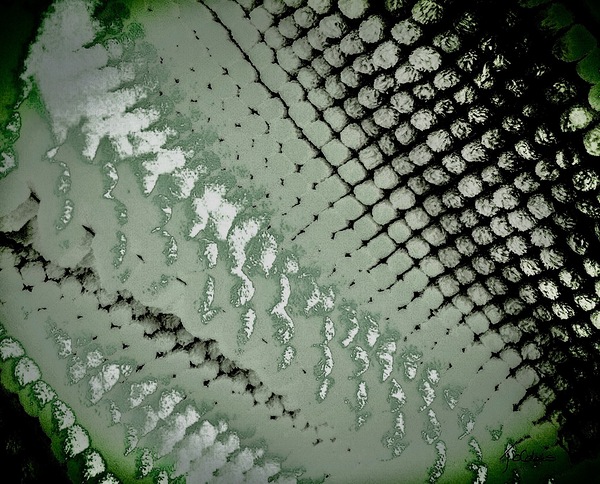 Kaki Print