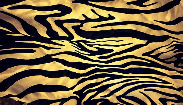 Zebre Print