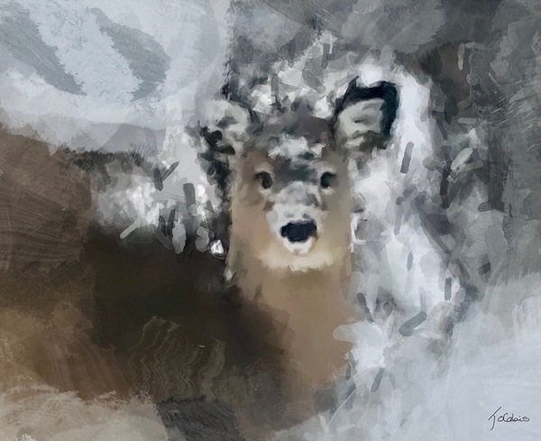 Jeune cerf by Jolabis 
