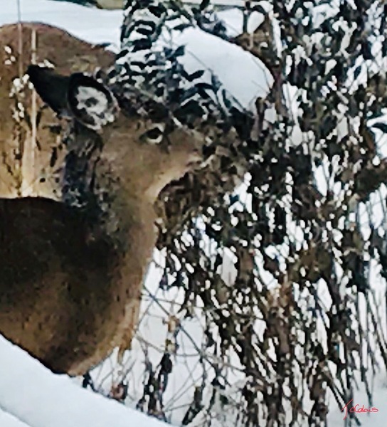 Cerf gourmand  by Jolabis 