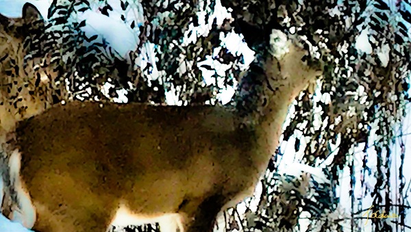 Cerf gourmand  by Jolabis 