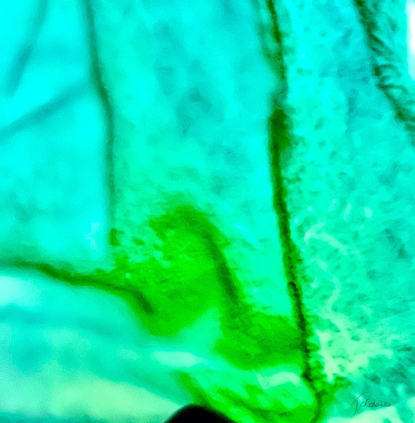 Vert acide Print