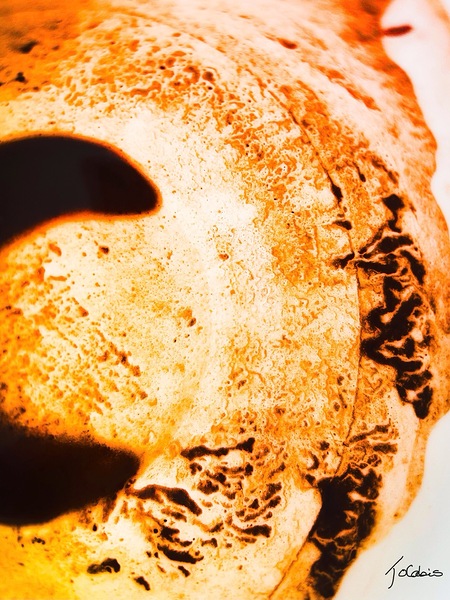 Croissant  Print