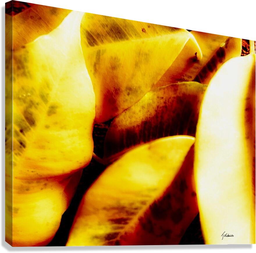 Leurs separations  Canvas Print