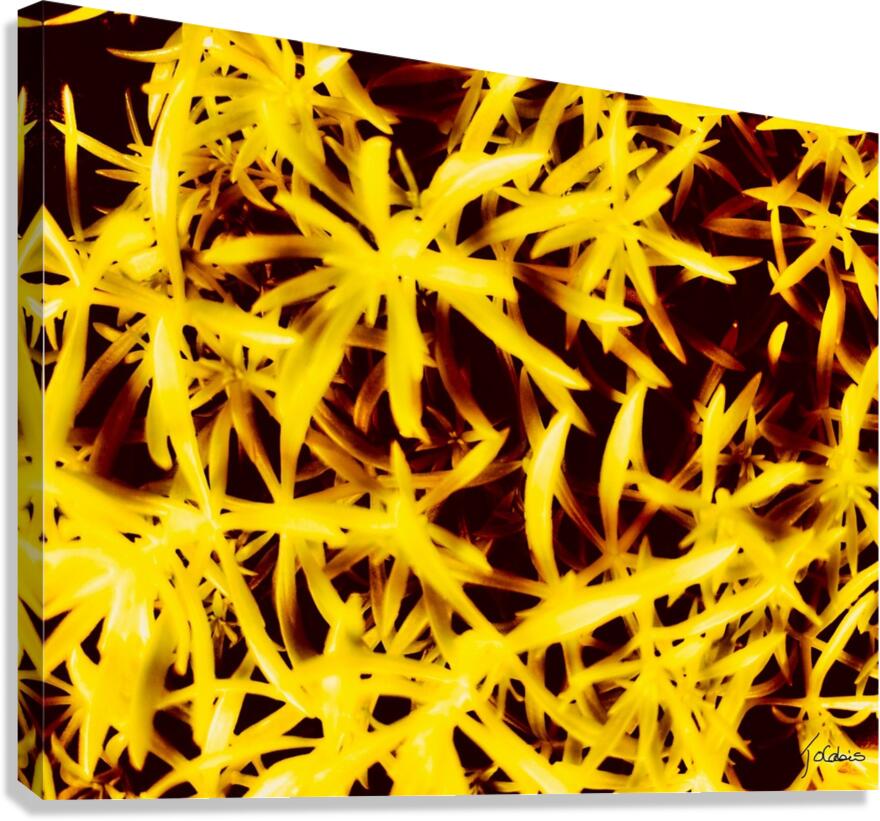 Etoiles dorees  Canvas Print