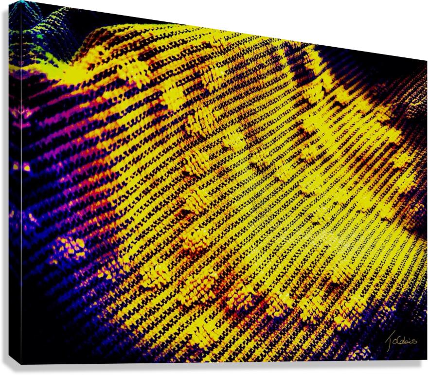 Pompons  Canvas Print