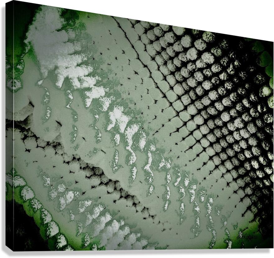 Kaki Canvas Print