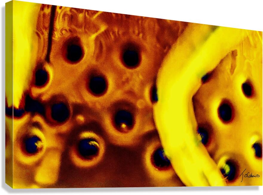 Trouee  Canvas Print