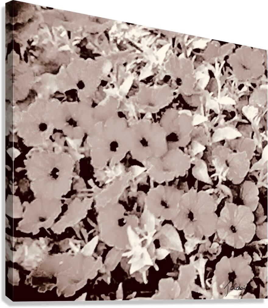 Petunia  Canvas Print