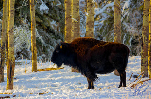 Bison