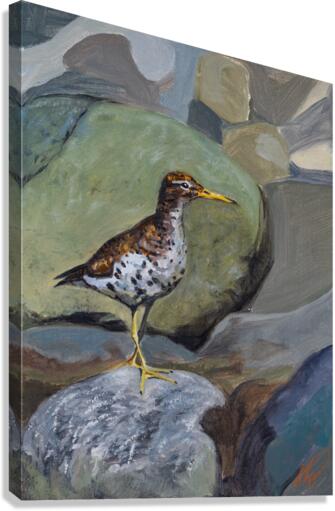 Spotted Sandpiper Canvas Print