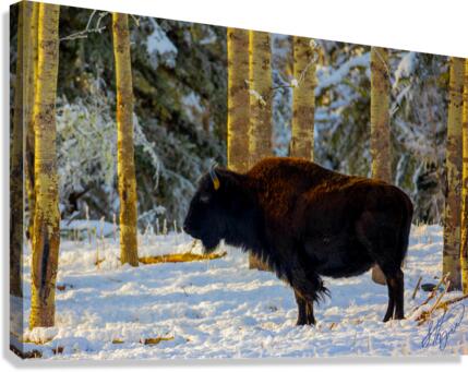 Bison Canvas Print