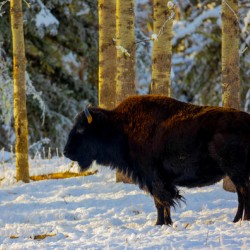 Bison