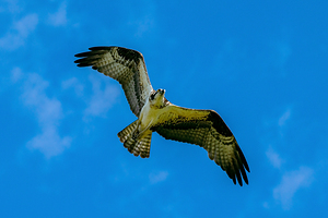Osprey soaring 