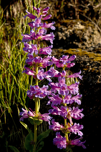 Alberta Beardtongue in morning light
