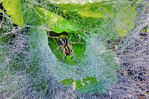 Grass Spider in funnel web covered in dew closeup
