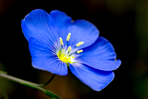 Blue Flax macro image