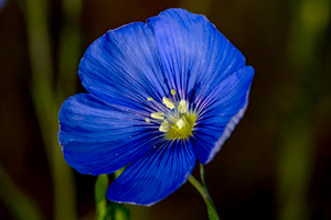Blue Flax in Idaho
