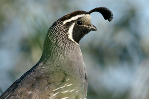 California Quail closeup