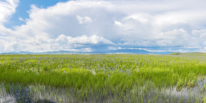 Camas Prairie Centennial Marsh