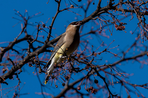 Cedar Waxwing with berry