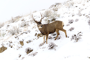 Mule Deer buck in winter