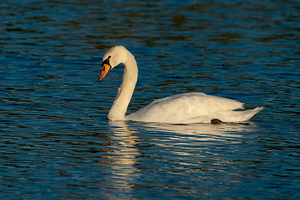 Mute Swan in  Boise Idaho